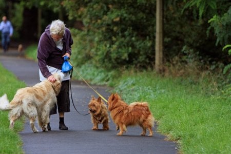 australian-terrier-164087_1280.jpg