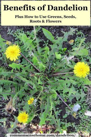 Benefits of Dandelion Plus How to Use Greens, Seeds, Roots & Flowers.jpeg.jpg Benefits of Dandelion Plus How to Use Greens, Seeds, Roots & Flowers.jpeg.jpg