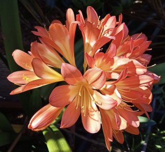 Clivia-2023-2.jpg