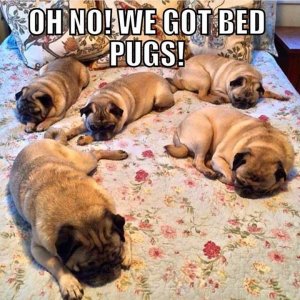 oh no bed pugs.jpg