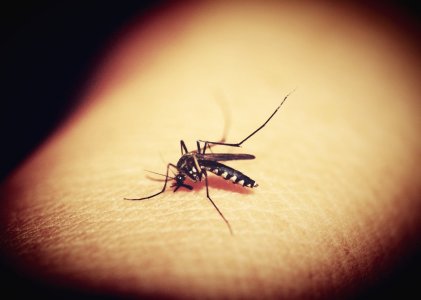 mosquitoe-1548975_1280.jpg mosquitoe-1548975_1280.jpg