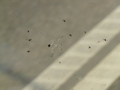 windshield-55780_1280.jpg