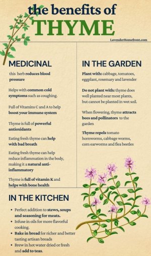 Growing and Harvesting Thyme - The Lavender Homefront.jpeg.jpg