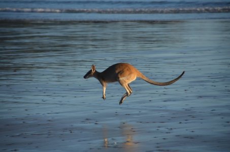 kangaroo-432815_1280.jpg