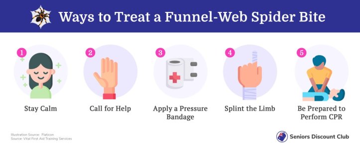 Ways to Treat a Funnel-Web Spider Bite.jpg