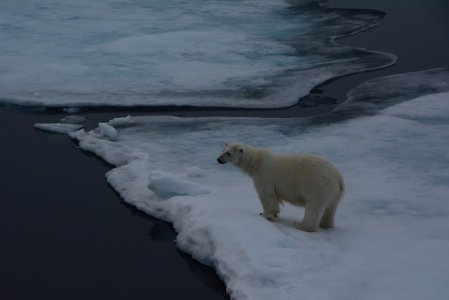 Polar Bear in Svalbard.jpg