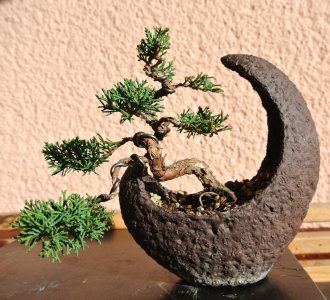 bonsai-1183558_1280.jpg