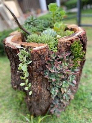 20 Driftwood Succulent Planter Ideas For Your Home.jpeg.jpg