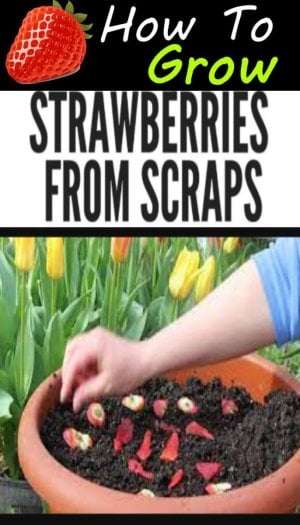 How To Grow Strawberries From Scraps (The Easy Way).jpeg.jpg