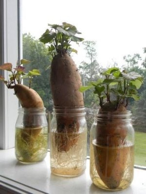 How to Grow Sweet Potatoes.jpeg.jpg