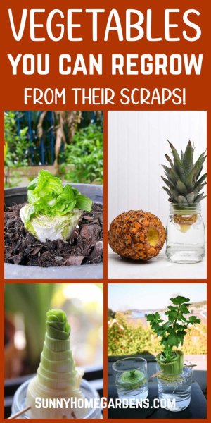 Vegetables You Can Regrow from Scraps.jpeg.jpg