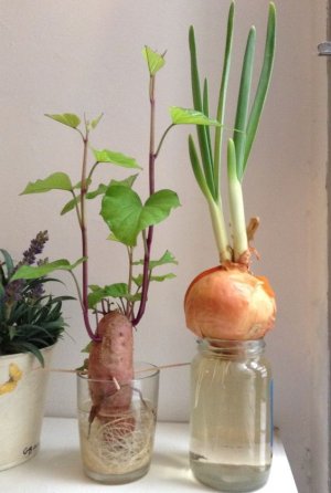 Homemade Organic Vegetable Garden - Complete Guide.jpeg.jpg