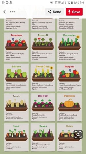 Pin by Sonja Gehrman on Garden _ Vegetable garden design, Home vegetable garden, Companion pla...jpg