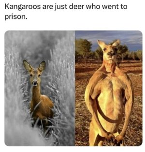 Kangaroo.jpg