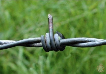 barbed wire.jpg