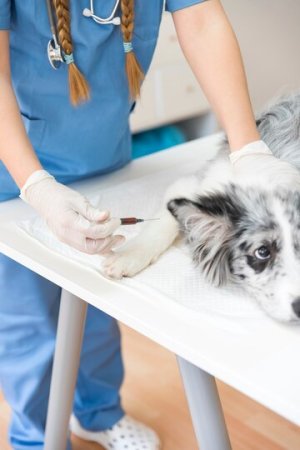 close-up-female-vet-injecting-dog-with-injection-table_23-2147928582.jpg