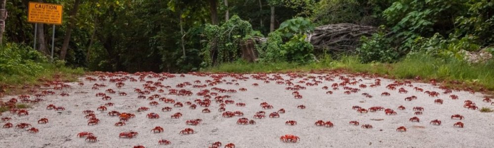 crabs-on-road-credit-wondrous-world-images-h-1920x576.jpg