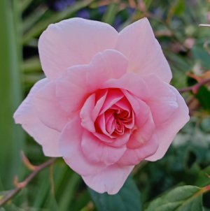 Pink rose1.jpg