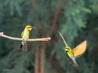 Rainbow Bee Eater.jpg