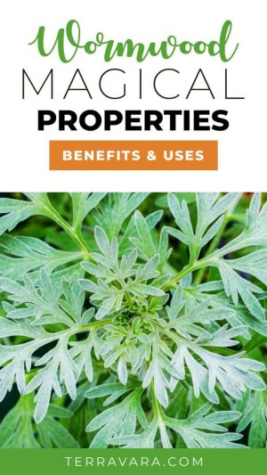 Wormwood_ Magical Properties, Benefits & Uses.jpeg