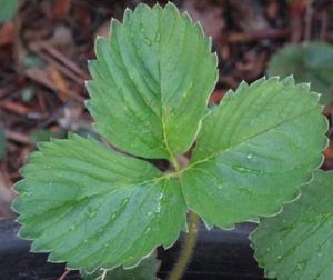 Healing Properties of Strawberry Leaf.jpeg Healing Properties of Strawberry Leaf.jpeg