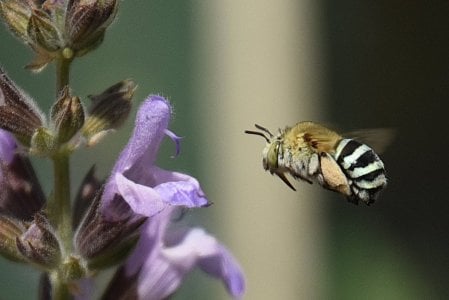 11-13-2023 Blue Banded Bee 002.JPG