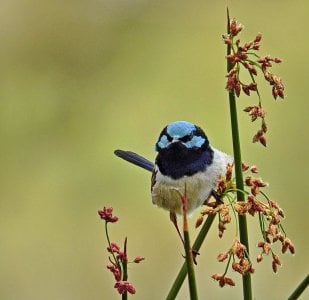 01-20-2023 Laratinga 014 Superb Fairy Wren.JPG