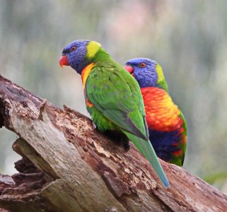 06-14-2023 Rainbow Lorikeet 003.JPG