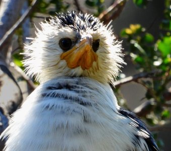 07-26-2023 Little Pied Cormorant 002.JPG