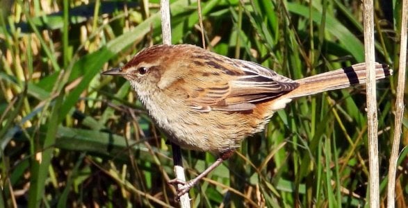 05-16-2023 Laratinga 000 Little Grassbird.JPG