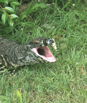 Monitor lizard.png