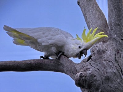 03-26-2023 Billabong 004 Sulphur Crested Cockatoo.JPG