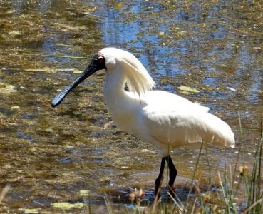 12-15-2023 Oaklands 009 Royal Spoonbill.JPG