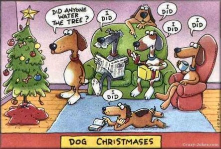 dog xmas.jpg