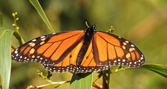 07-26-2023 Monarch Butterfly.JPG