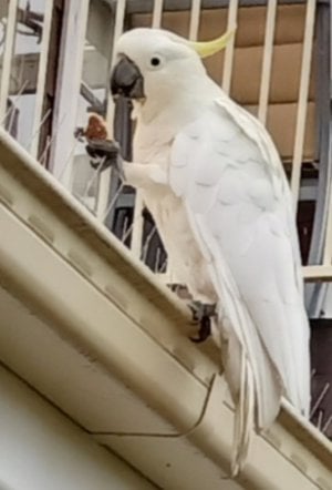 cockatoo.jpeg