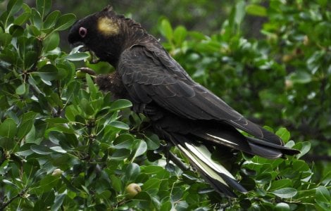 12-26-2023 Waite Arborteum 002 Yellow Tailed  Black Cockatoo.JPG