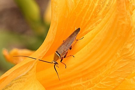 12-26-2023 Waite Arborteum 023 Bug on Oriental Lily.JPG