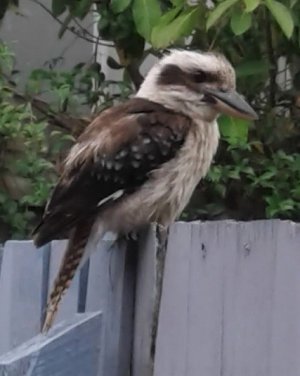 kookaburra on fence.jpg