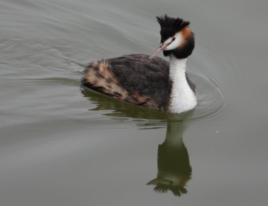 01-06-2024 Goolwa 001 Greater Crested Grebe.JPG