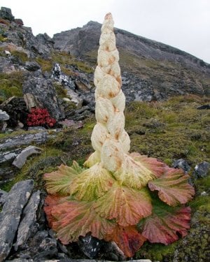 Rare rhubarb from Himalayas at 4,800 meters.jpg