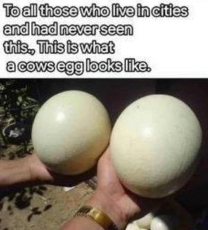 Cow eggs.JPG