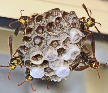 01-24-2017 wasp nest 003.JPG