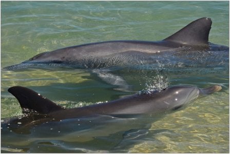 Dolphin Blowing Bubbles...jpg