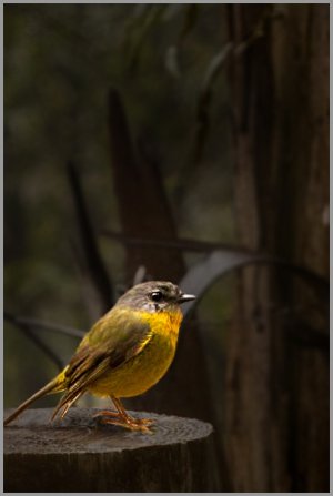 Eastern Yellow Robin_MkII copy.jpg