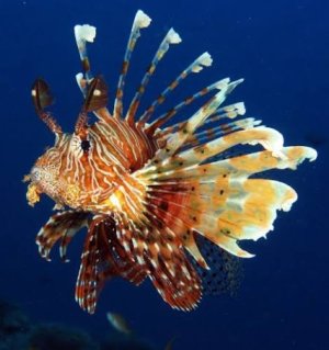 Lionfish.jpg