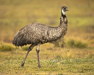 360px-Emu_1_-_Tidbinbilla.jpg