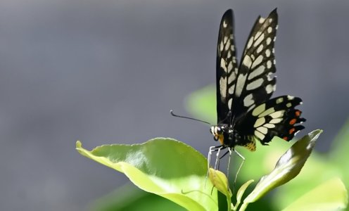 Dainty Swallowtail.JPG