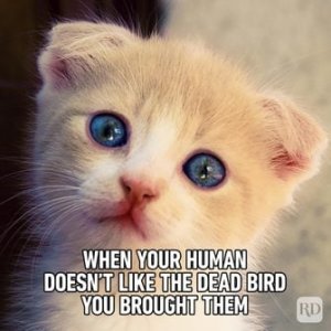 Hilarious-Cat-Memes-19.jpg