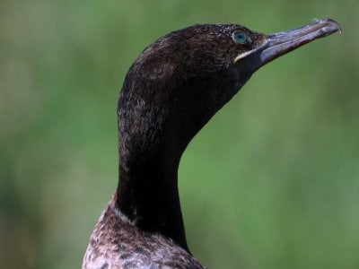 03-02-2024 Billabong 005 Little Black Cormorant.JPG